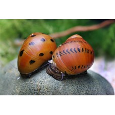 Neritina semiconica (spotted snail)