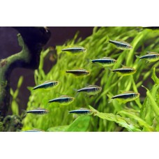 Hyphessobrycon herbertaxelrodi (Neon negru)