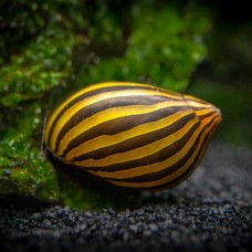 Neritina natalensis (zebra snail)