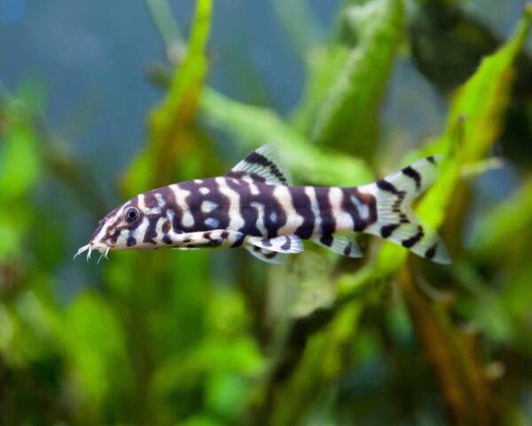 Botia Lohachata | Aqua Planet